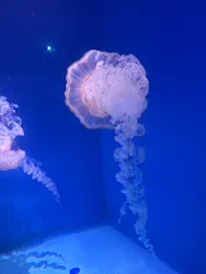 新江ノ島水族館に投稿された画像（2026/4/11）