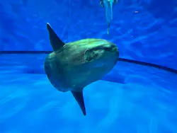 アクアワールド茨城県大洗水族館に投稿された画像（2026/4/11）