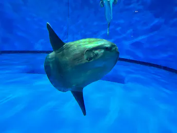 アクアワールド茨城県大洗水族館に投稿された画像（2026/4/11）