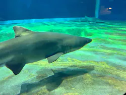 アクアワールド茨城県大洗水族館に投稿された画像（2026/4/11）