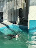 恩賜上野動物園に投稿された画像（2026/4/11）