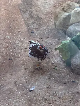 恩賜上野動物園に投稿された画像（2026/4/11）