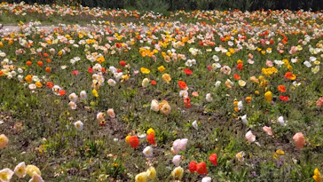 万博記念公園に投稿された画像（2026/4/11）