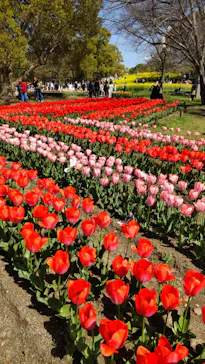 万博記念公園に投稿された画像（2026/4/11）