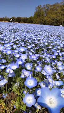 万博記念公園に投稿された画像（2026/4/11）