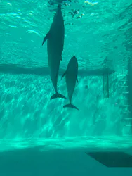 しながわ水族館に投稿された画像（2026/4/11）