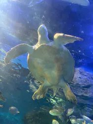 しながわ水族館に投稿された画像（2026/4/11）