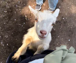 ダチョウ王国石岡ファームに投稿された画像（2026/4/11）