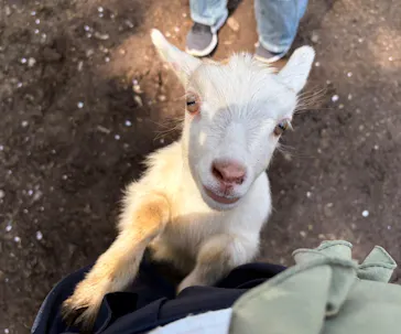 ダチョウ王国石岡ファームに投稿された画像（2026/4/11）