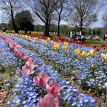 万博記念公園に投稿された画像（2026/4/11）