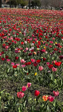 滋賀農業公園ブルーメの丘に投稿された画像（2026/4/11）