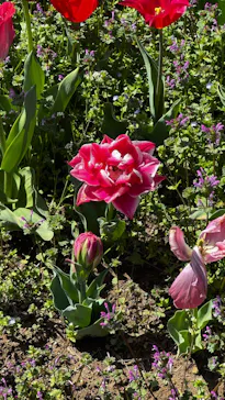 滋賀農業公園ブルーメの丘に投稿された画像（2026/4/11）