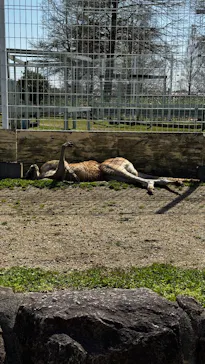 滋賀農業公園ブルーメの丘に投稿された画像（2026/4/11）