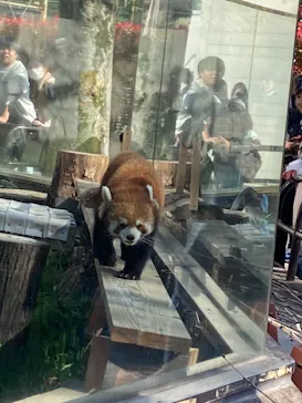 天王寺動物園に投稿された画像（2026/4/11）