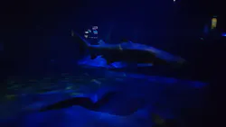 アクアワールド茨城県大洗水族館に投稿された画像（2026/4/11）