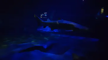 アクアワールド茨城県大洗水族館に投稿された画像（2026/4/11）