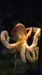 アクアワールド茨城県大洗水族館に投稿された画像（2026/4/11）