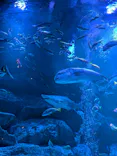 すみだ水族館に投稿された画像（2026/4/11）