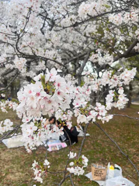大阪城公園 西の丸庭園に投稿された画像（2026/4/11）
