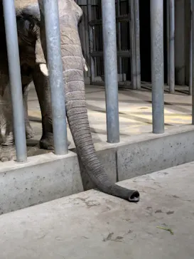 しろとり動物園に投稿された画像（2026/4/11）