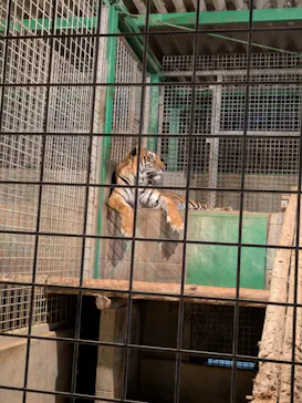 しろとり動物園に投稿された画像（2026/4/11）
