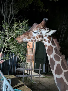 しろとり動物園に投稿された画像（2026/4/11）