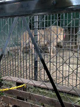 しろとり動物園に投稿された画像（2026/4/11）