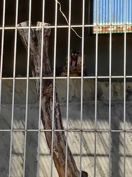 名古屋市東山動植物園に投稿された画像（2026/4/11）