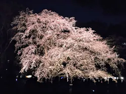六義園に投稿された画像（2026/4/11）