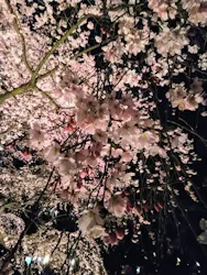 六義園に投稿された画像（2026/4/11）