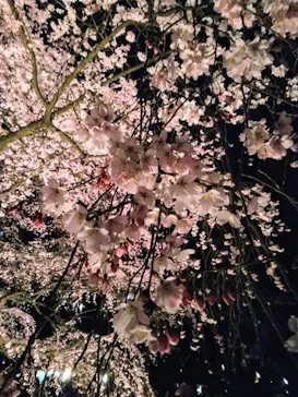 六義園に投稿された画像（2026/4/11）