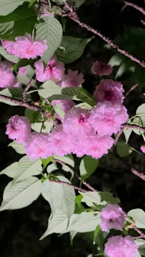 名古屋市東山動植物園に投稿された画像（2026/4/12）