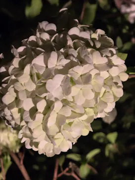 名古屋市東山動植物園に投稿された画像（2026/4/12）