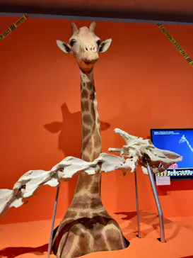 特別展「超危険生物展　科学で挑む生き物の本気」に投稿された画像（2026/4/12）