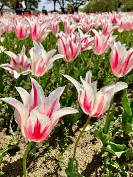 万博記念公園に投稿された画像（2026/4/12）