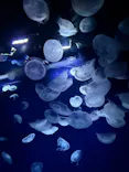 サンシャイン水族館に投稿された画像（2026/4/12）