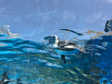 サンシャイン水族館に投稿された画像（2026/4/12）
