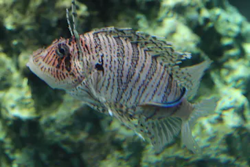 葛西臨海水族園に投稿された画像（2026/4/12）