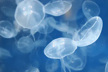 葛西臨海水族園に投稿された画像（2026/4/12）