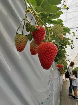 平塚土屋農場に投稿された画像（2026/4/12）