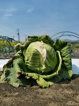 平塚土屋農場に投稿された画像（2026/4/12）
