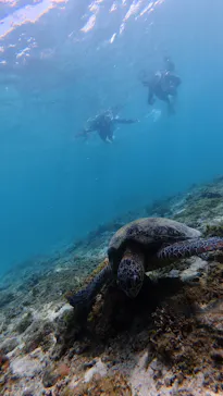 奄美シーランドに投稿された画像（2026/4/12）