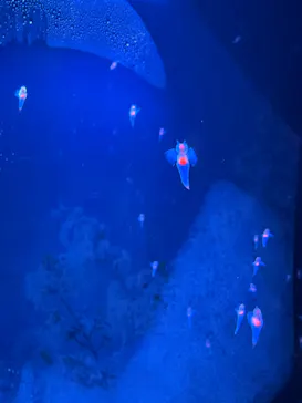 仙台うみの杜水族館に投稿された画像（2026/4/12）