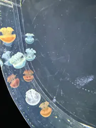 仙台うみの杜水族館に投稿された画像（2026/4/12）