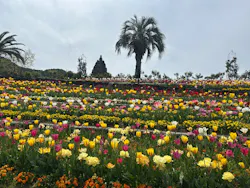 レオマリゾートに投稿された画像（2026/4/12）