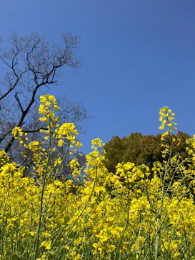 万博記念公園に投稿された画像（2026/4/12）