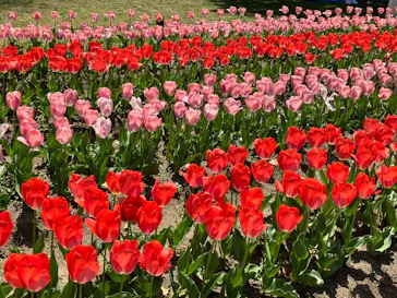 万博記念公園に投稿された画像（2026/4/12）