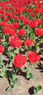 万博記念公園に投稿された画像（2026/4/12）