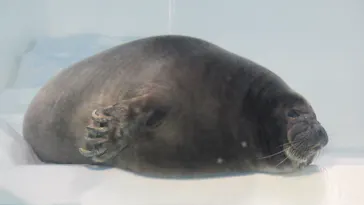 滋賀県立琵琶湖博物館に投稿された画像（2026/4/12）
