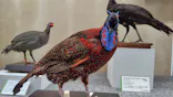 特別展「鳥 ～ゲノム解析が解き明かす新しい鳥類の系統～」に投稿された画像（2026/4/12）